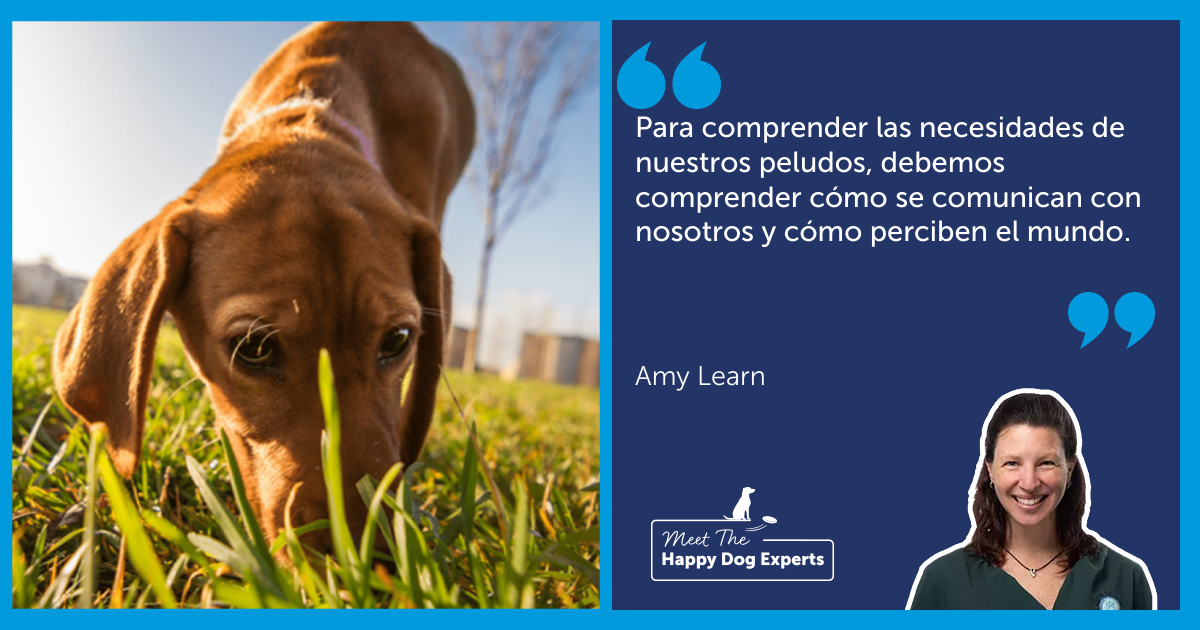 El sentido del tacto de un perro