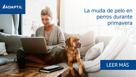 La muda de pelo en perros durante primavera