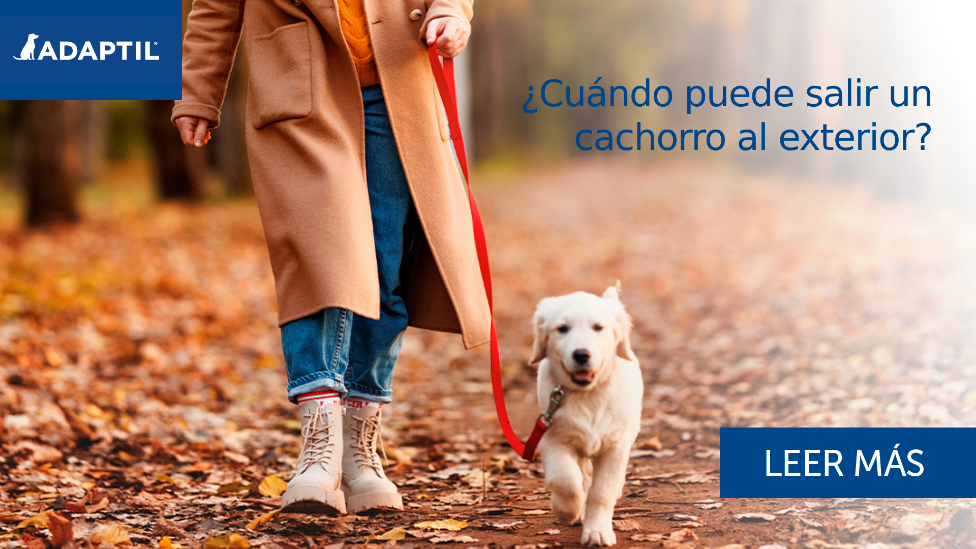 ¿Cuándo puede salir un cachorro al exterior?