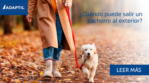 ¿Cuándo puede salir un cachorro al exterior?