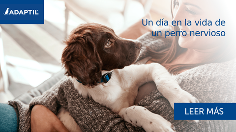 Un día en la vida de un perro nervioso: el punto de vista de un perro