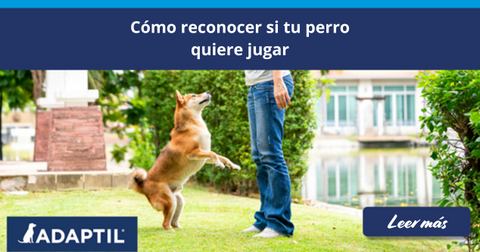 perro saltando jugando con una mujer