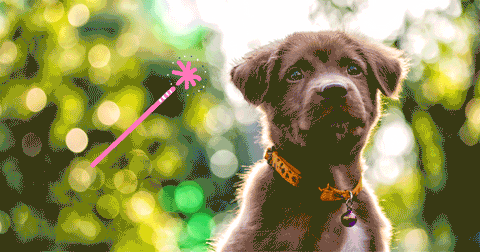 cachorro marrón con flores amarillas detrás