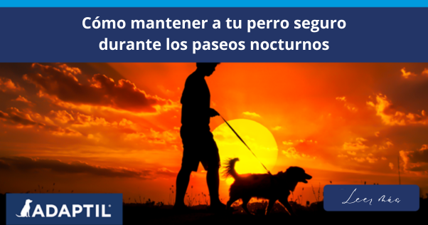 Cómo mantener a tu perro seguro durante los paseos nocturnos