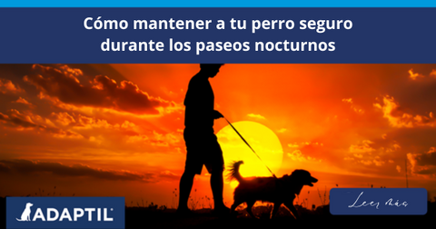 Cómo mantener a tu perro seguro durante los paseos nocturnos