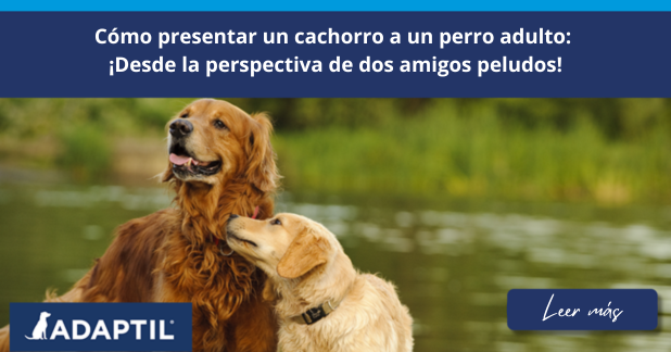 Dos Golden Retriever conociéndose en un lago