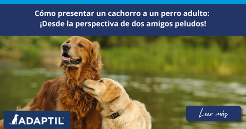 Dos Golden Retriever conociéndose en un lago