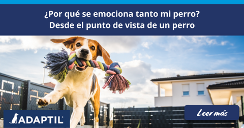 ¿Por qué se emociona mi perro? Desde el punto de vista de un perro