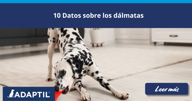 10 datos sobre los dalmatas