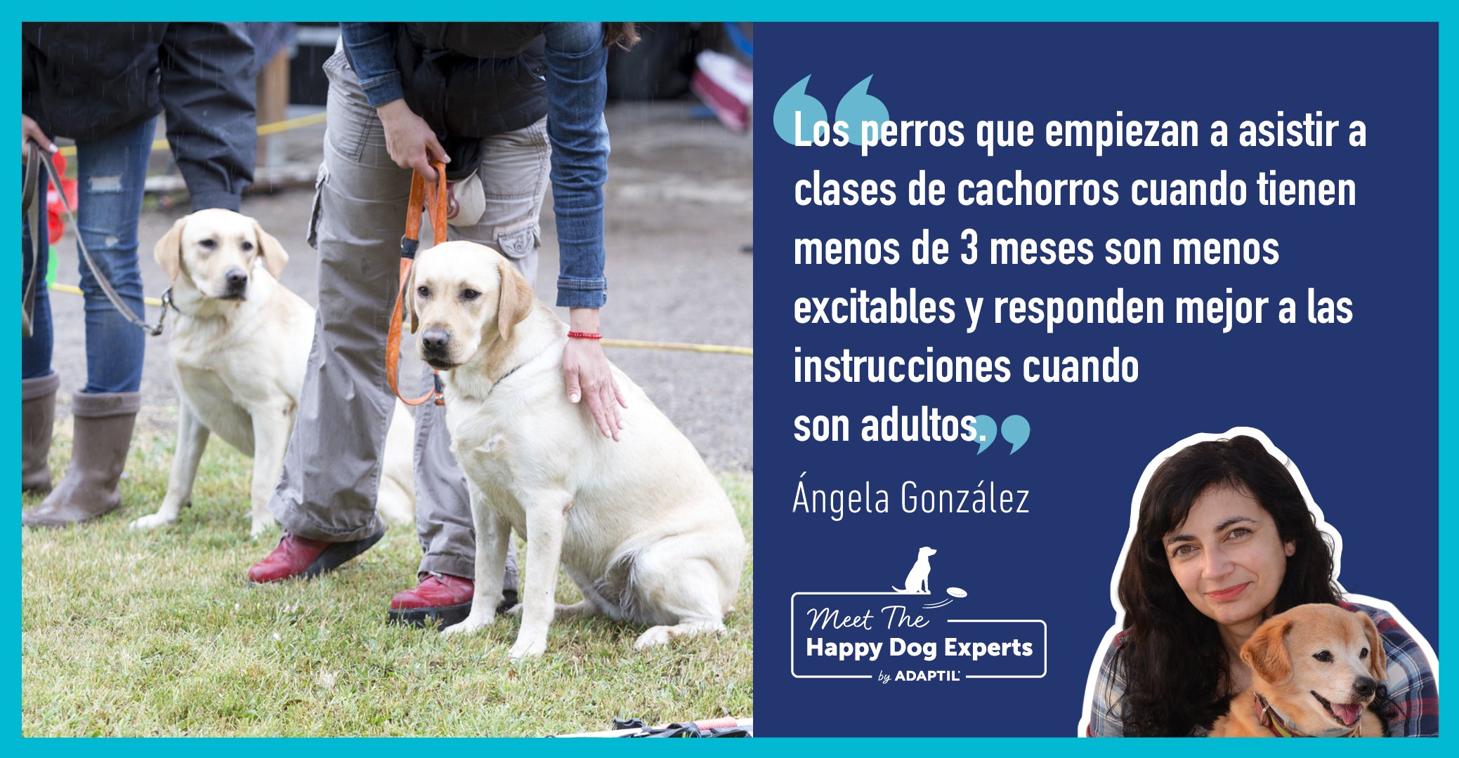 ¿Valen la pena las clases de adiestramiento de cachorros?