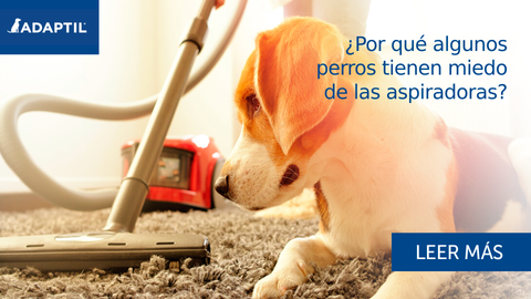 ¿Por qué algunos perros tienen miedo de las aspiradoras?