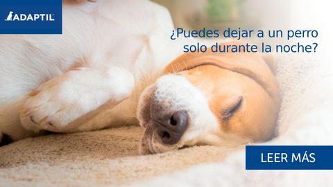 ¿Puedes dejar a un perro solo durante la noche?