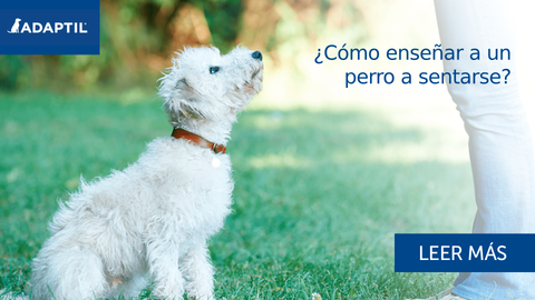 ¿Cómo enseñar a un perro a sentarse?