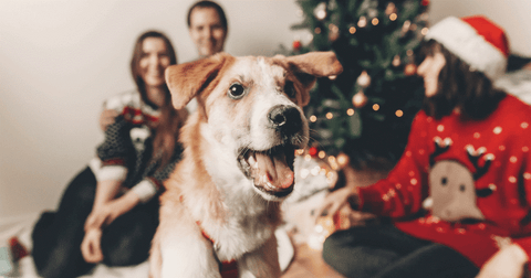 perro con familia y arbol de navidad