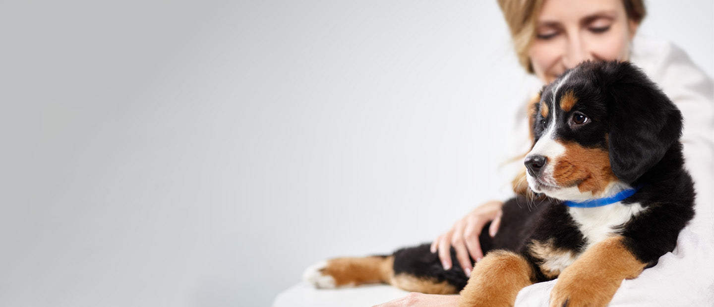mujer con cachorro negro marrón y blanco con collar azul adaptil junior