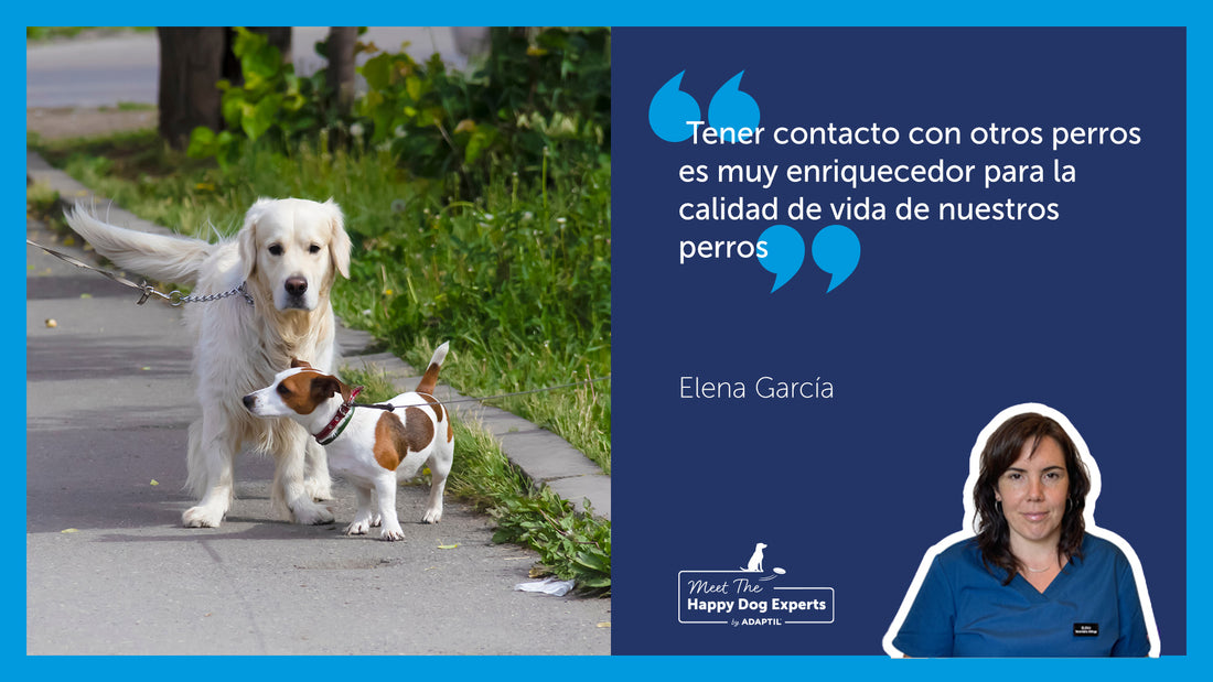 Cómo introducir a los perros en los paseos: Un experto en perros felices lo explica