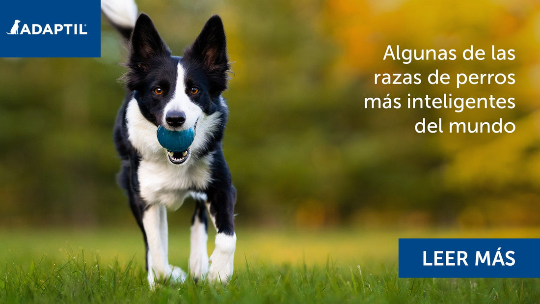 Border Collie blanco y negro jugando al aire libre. 