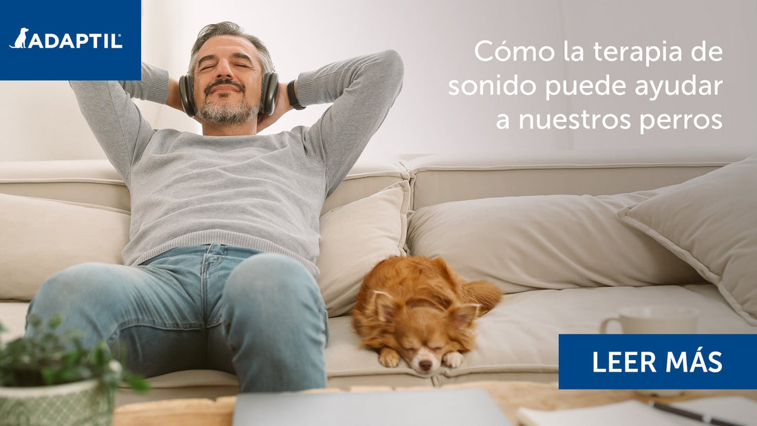 Perro pequeño descansando junto a un hombre en un sofá.