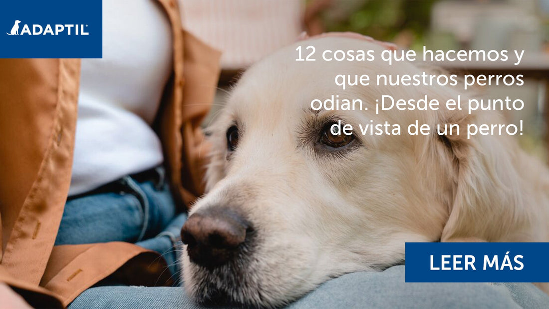 Mujer acariciando la cabeza de su perro tumbado sobre su regazo