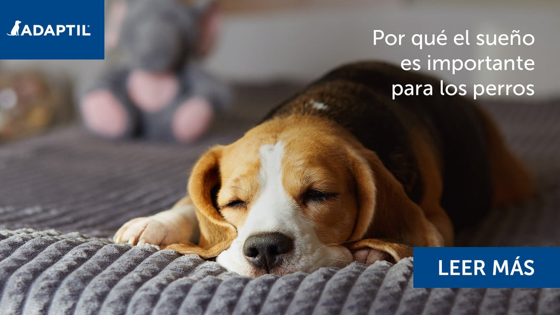 Por qué el sueño es importante para los perros