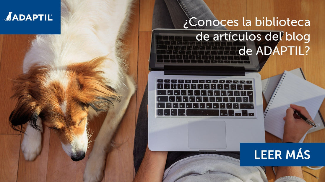 perro tumbado con ordenador al lado