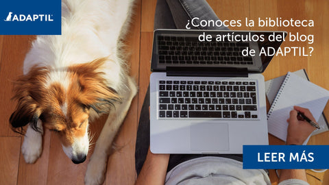 perro tumbado con ordenador al lado