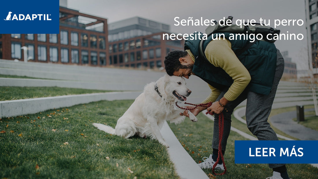 humano y perro con las cabezas juntas