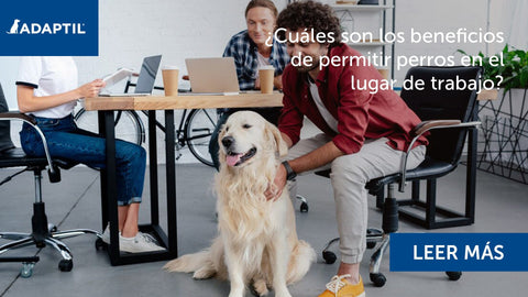 Perro en una oficina siendo acariciado por un trabajador.