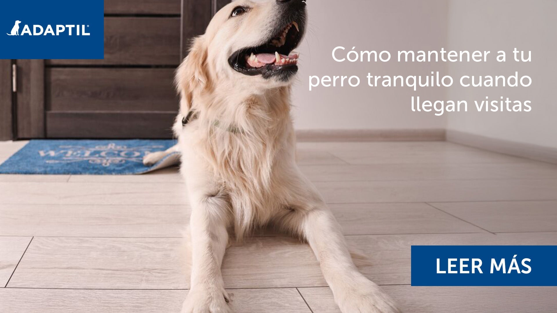 Labrador tumbado en el suelo
