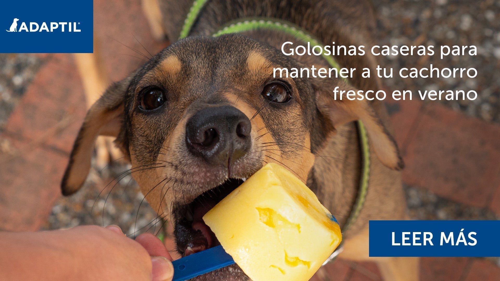 Golosinas caseras para mantener a tu cachorro fresco en verano