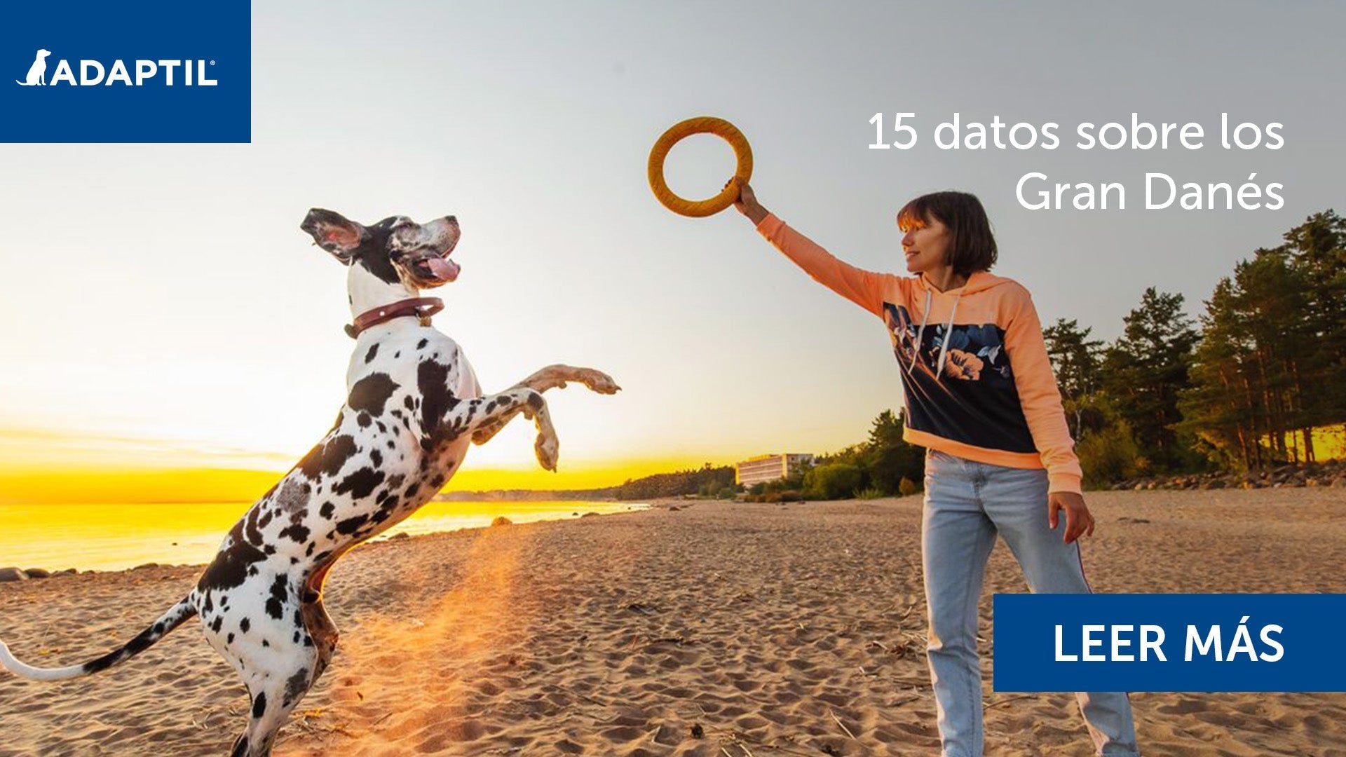 Mujer jugando con un Gran Danés en la playa.