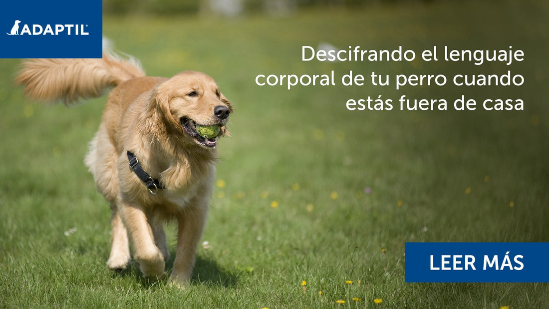 Perro jugando a buscar la pelota al aire libre. 