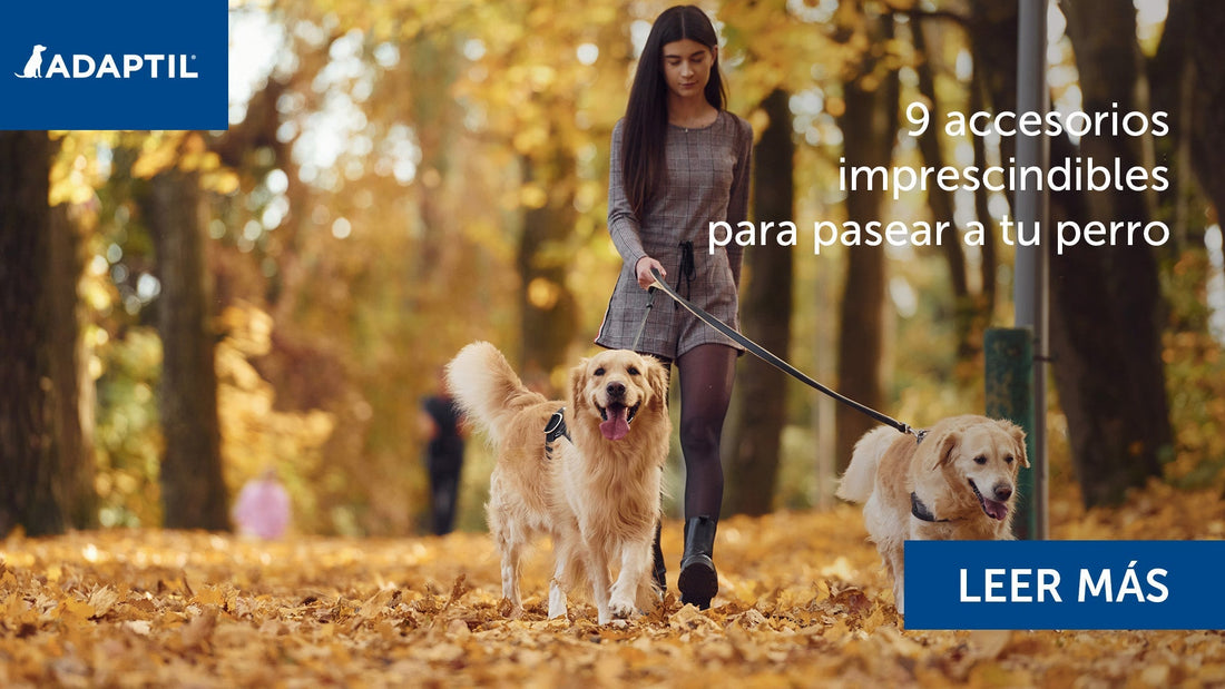 Joven paseando con dos Golden Retrievers por un parque.