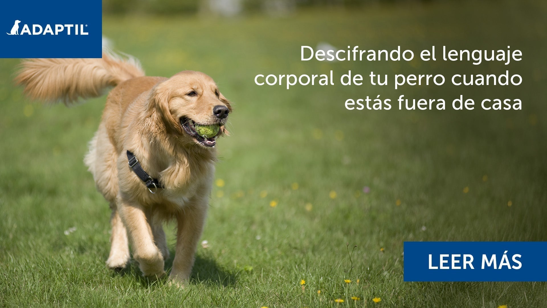 Perro jugando a buscar la pelota al aire libre. 