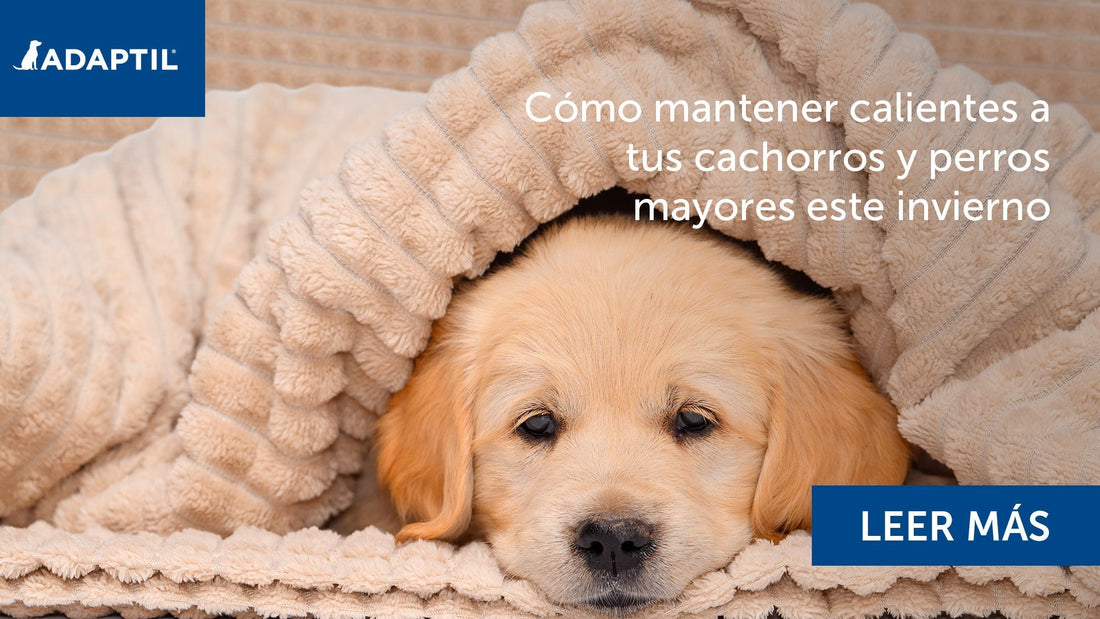 perro cachorro golden debajo de una de una manta