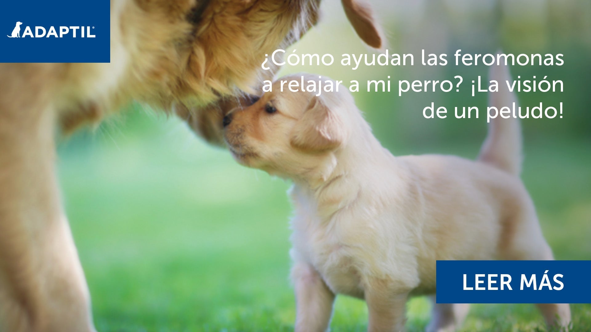 Un perro y un cachorro en un parque con césped oliendose