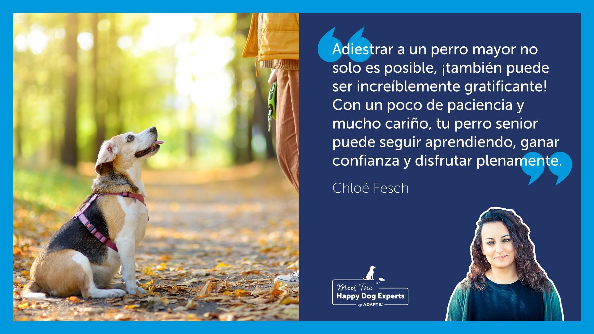 Perro mayor sentado en medio de un camino