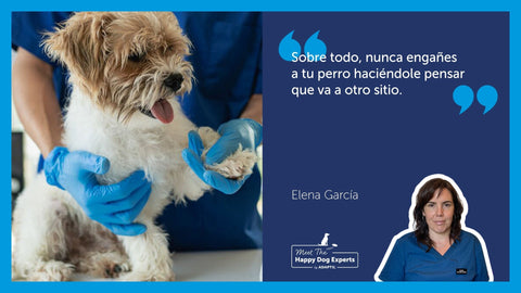 Perro pequeño siendo examinado por un veterinario.