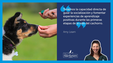 Cachorro de collie en entrenamiento con premios y un clicker