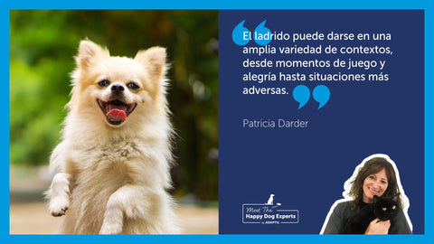 Perro pequeño y feliz de pie sobre sus patas traseras al aire libre.