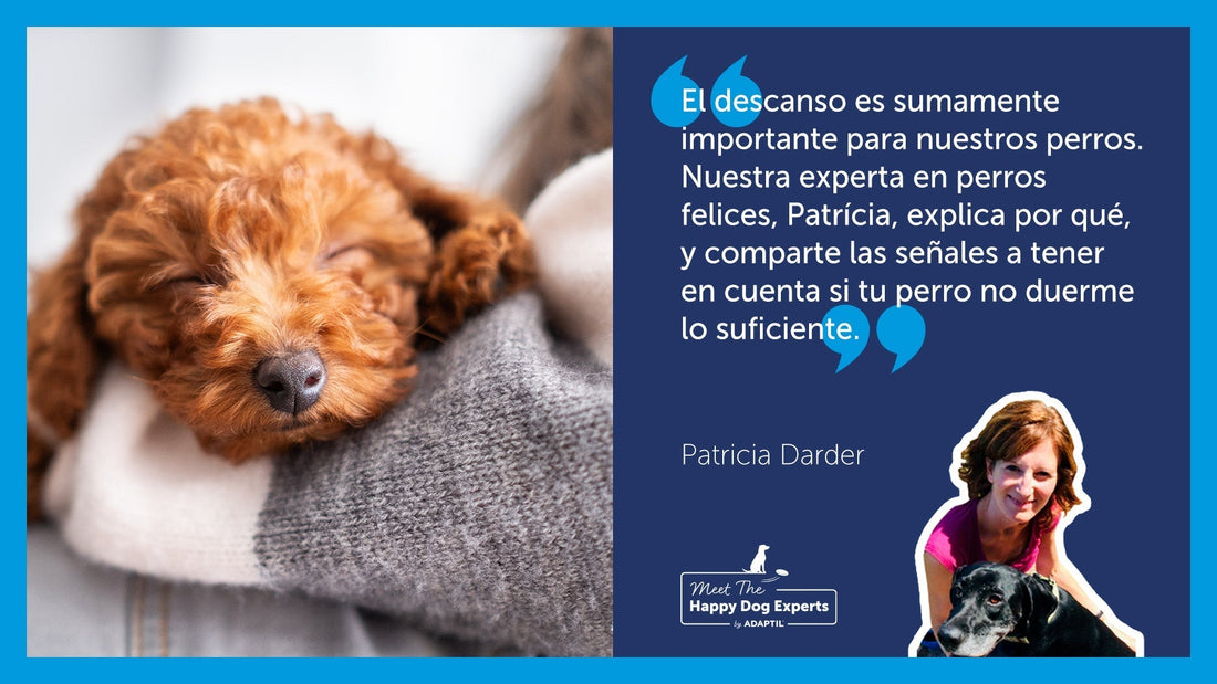 Cachorro de caniche durmiendo sobre el brazo de una niña.