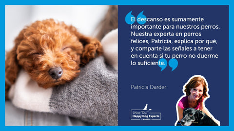 Cachorro de caniche durmiendo sobre el brazo de una niña.