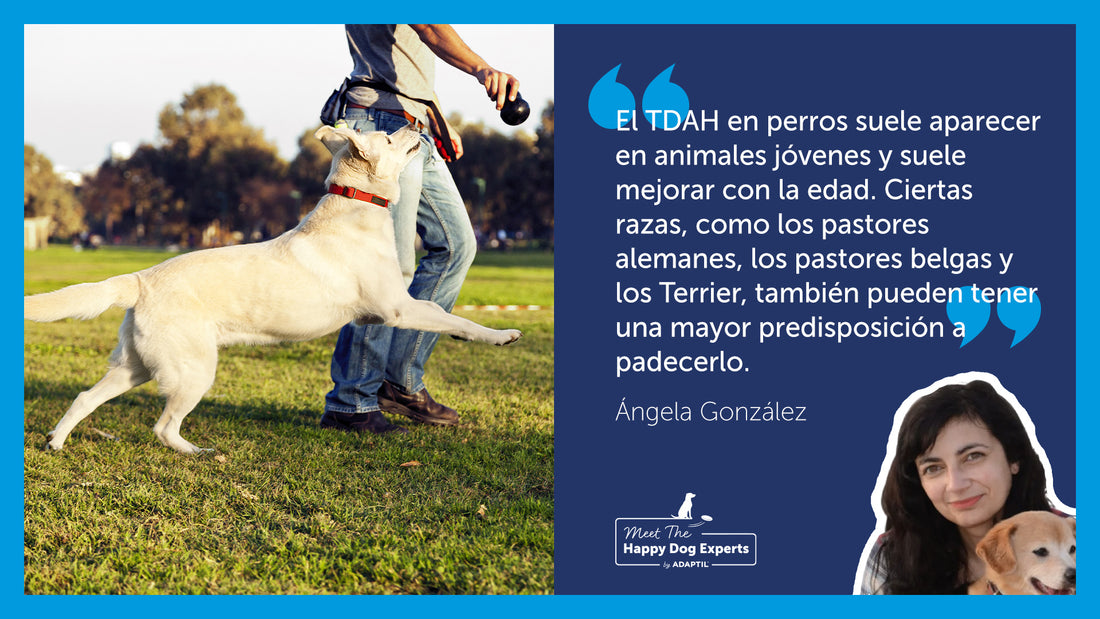 Hiperactividad en perros. Una experta en perros felices la explica