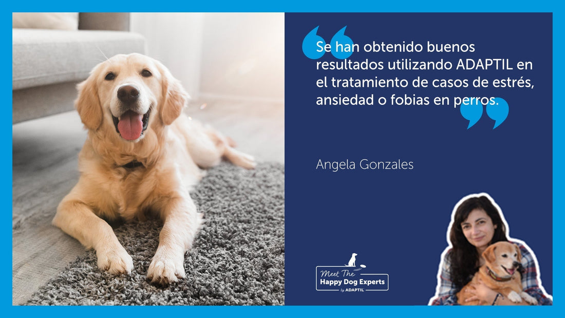 perro golden contento tumbado sobre una alfombra gris