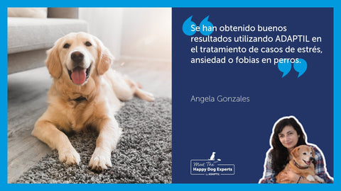 perro golden contento tumbado sobre una alfombra gris