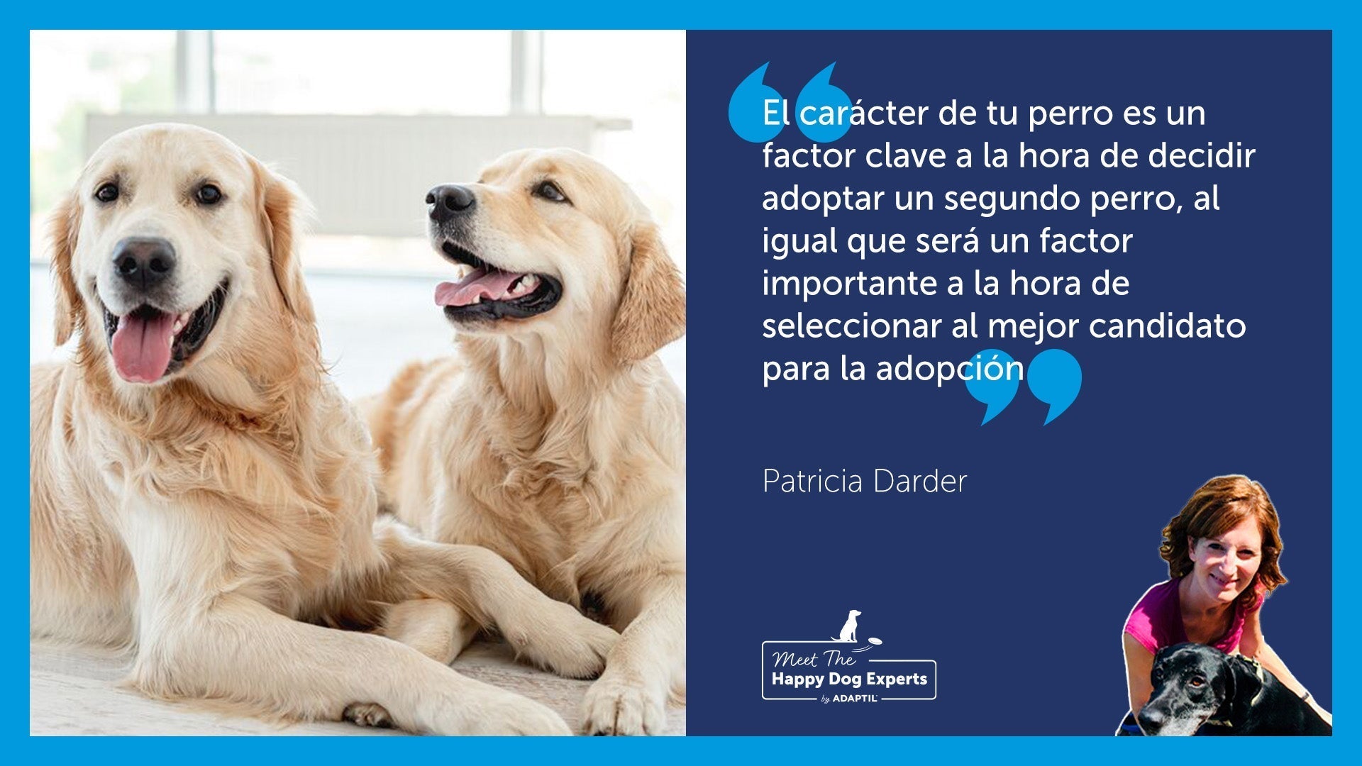 Dos perros Golden Retriever felices sentados juntos en su hogar.