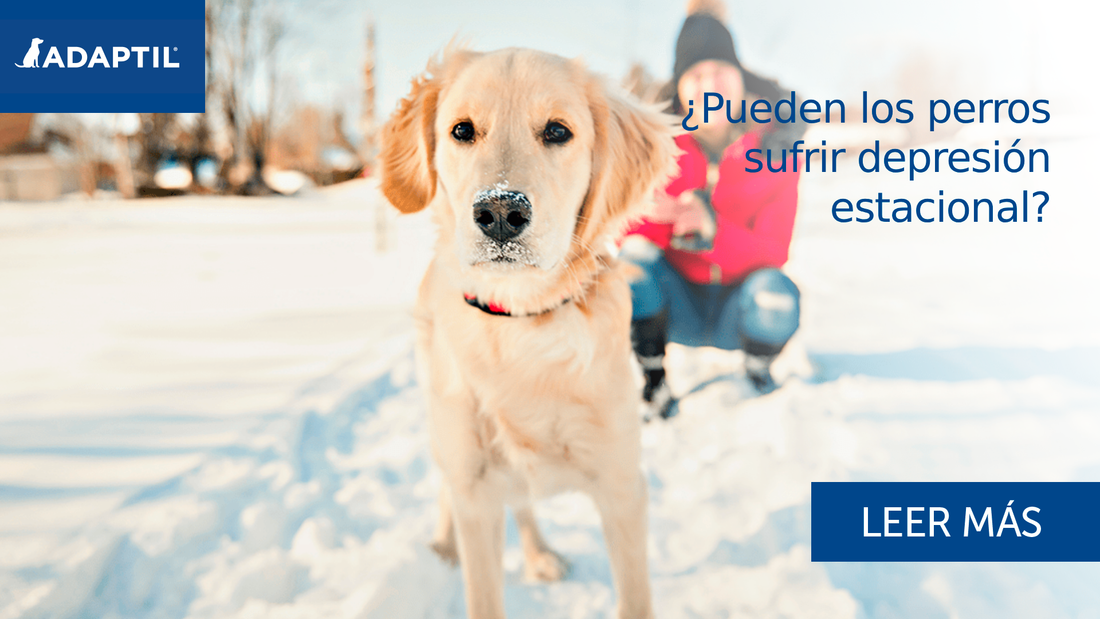 ¿Pueden los perros sufrir depresión estacional? Consejos y ayuda