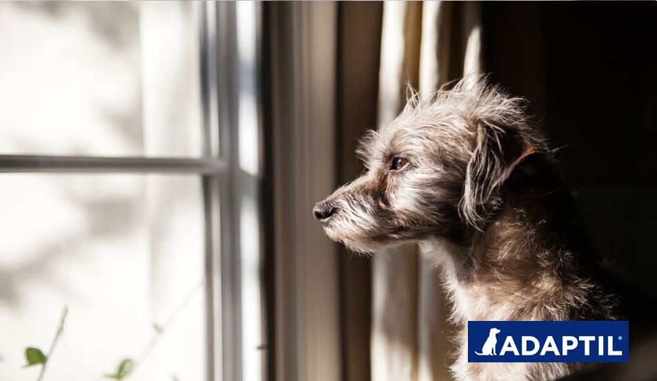 10 Consejos cuando dejas a tu perro solo en casa por primera vez