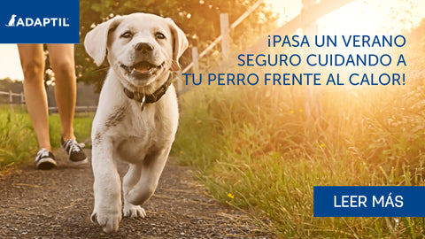 ¡Pasa un verano seguro! Cómo cuidar a tu perro en el calor