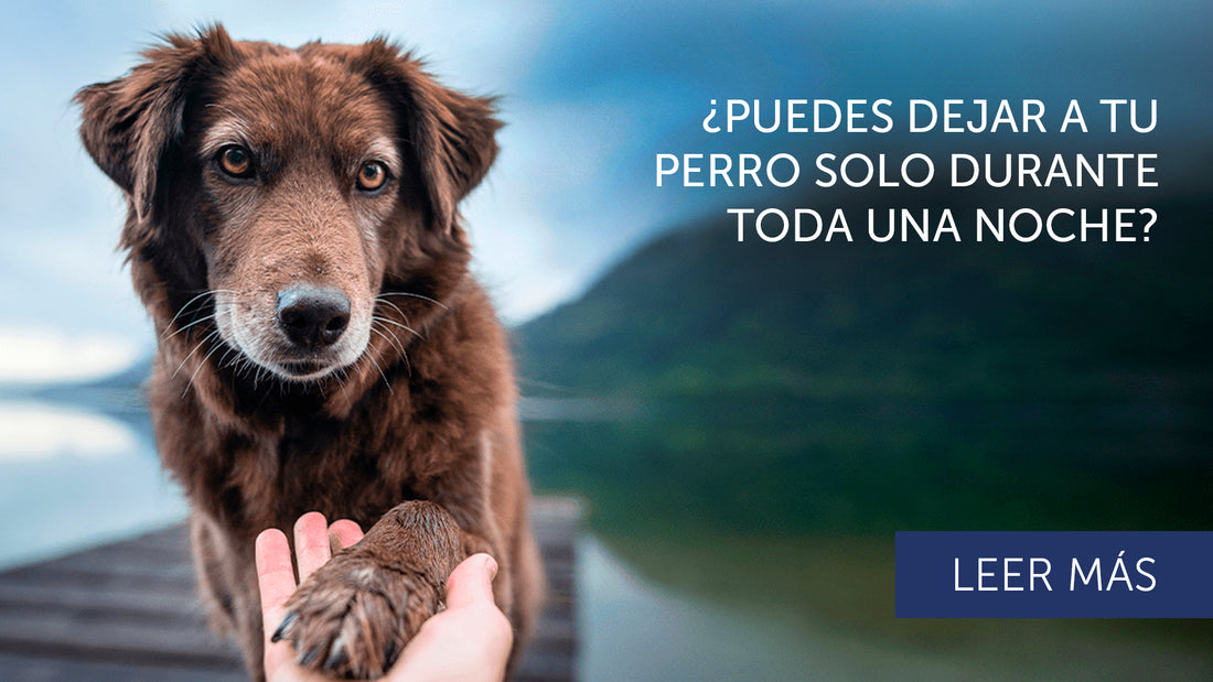 ¿Mi perro puede estar solo toda la noche?